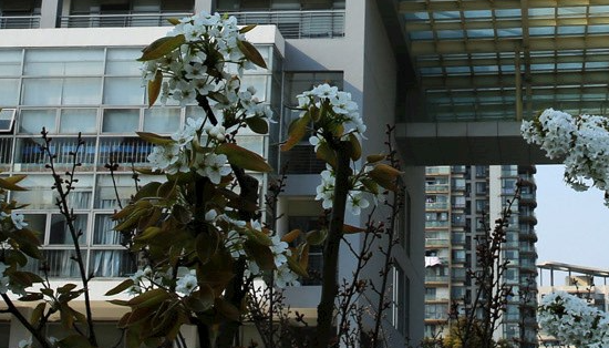 西交大蘇州附中國際部招生信息及學費